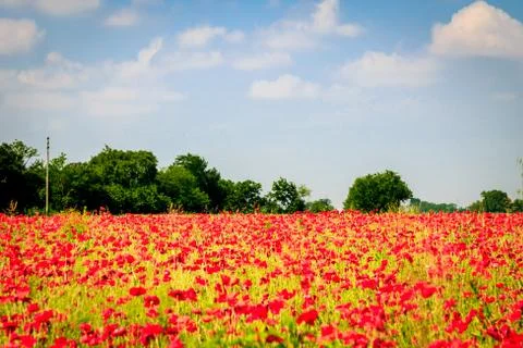 Spring in the fields of Italy Foto stock