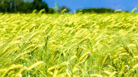 Spring in the fields of Italy Stock Photos