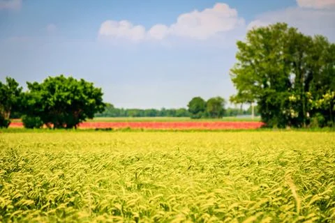 Spring in the fields of Italy Stock Photos