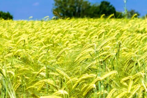 Spring in the fields of Italy Stock Photos
