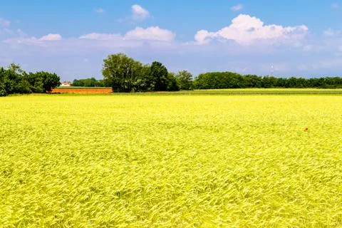 Spring in the fields of Italy Foto stock