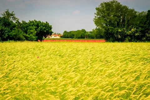 Spring in the fields of Italy Stock Photos