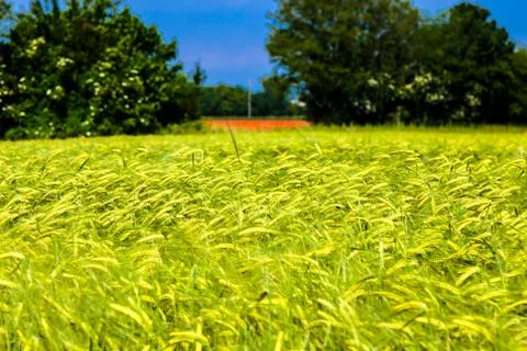 Spring in the fields of Italy Stock Photos