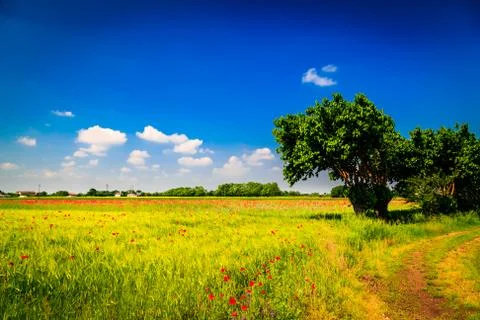 Spring in the fields of Italy Stock Photos