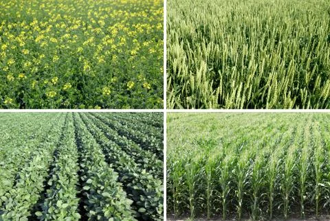 Spring fields Фото