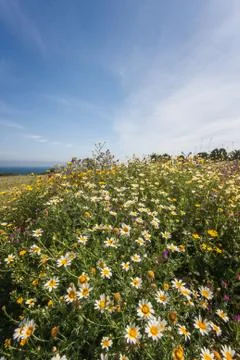 Spring fields Stock Photos