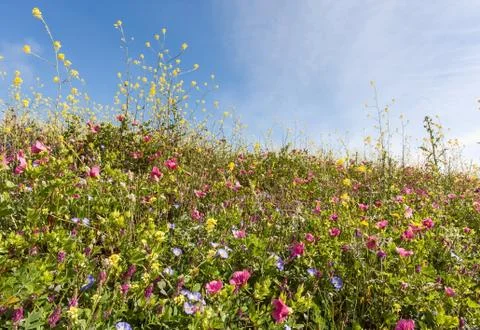 Spring fields Stock Photos