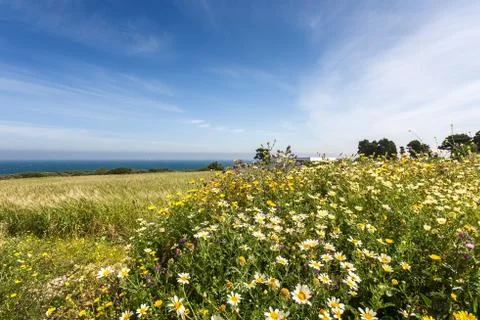 Spring fields Stock Photos