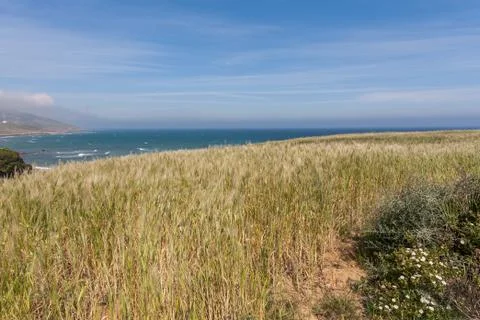 Spring fields Stock Photos