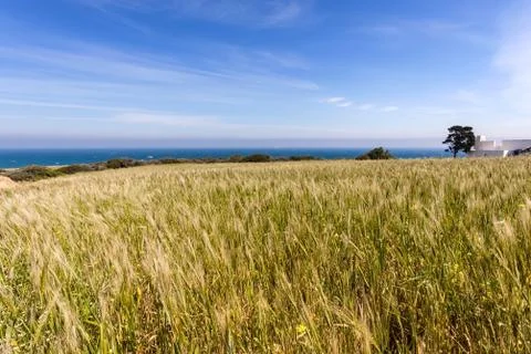 Spring fields Stock Photos