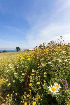 Spring fields Stock Photos