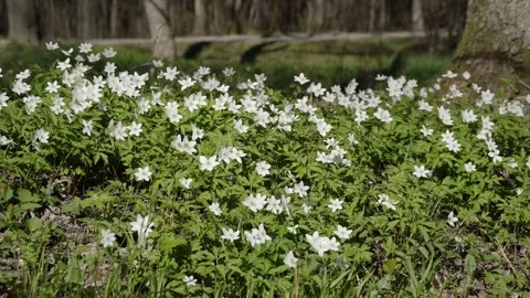Spring fields of white flowers-anemones. Stock Footage 130723291