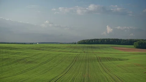 Spring fields. Young crops. Stock Footage 89889800