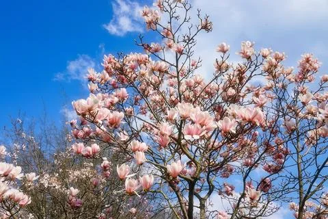 Spring is finally back Foto stock