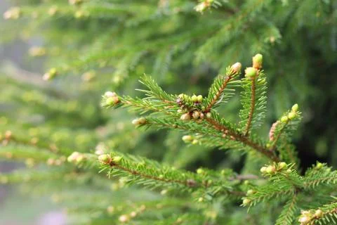 Spring fir branches Stock Photos
