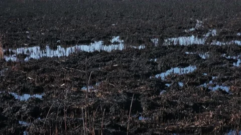 Spring fire, burnt field. Destruction of nature. Fires caused by global warming. Stock Footage 166838205