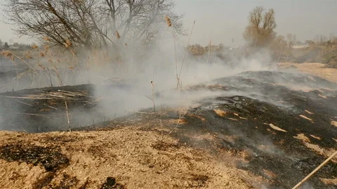 Spring fire on the field with grass and trees. Scorched earth. Disaster Stock Footage 131470289