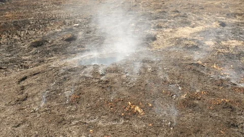 Spring fire in the forest. Smoldering field with grass. Ecological catastrophy Stock Footage 131429021