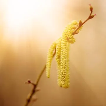 Spring first bloom Stock-Fotos