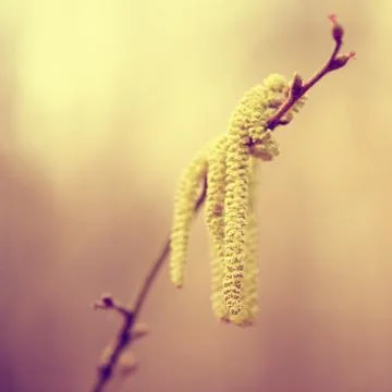 Spring first bloom Stockfoto's
