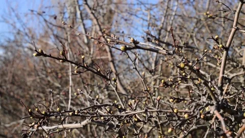 Spring. the first buds on the tree Stock Footage 150056623