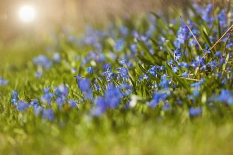 Spring first flower Stock Photos