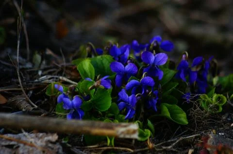 Spring, first flowering, violets gardens and meadows Stock Photos