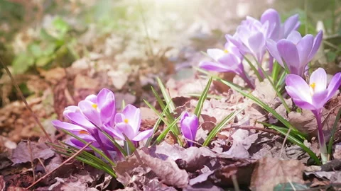 Spring First Flowers Stock Footage 85597413