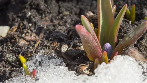 Spring, first flowers Stock Footage 194389228