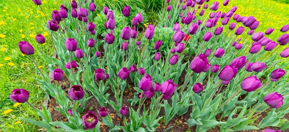 Spring first flowers in the meadow -Beautiful bright tulips.Moscow . Foto stock