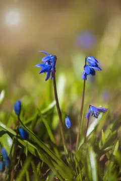 Spring first flowers Stock Photos