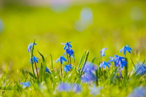 Spring first flowers Foto stock