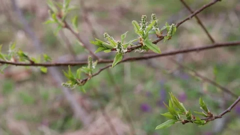 Spring first green leaves bloom on tree branches Stock Footage 153851608