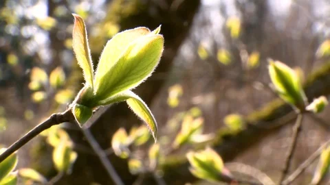 Spring. The first leaves appear on the branches of the tree. Stockbeeldmateriaal 129759829