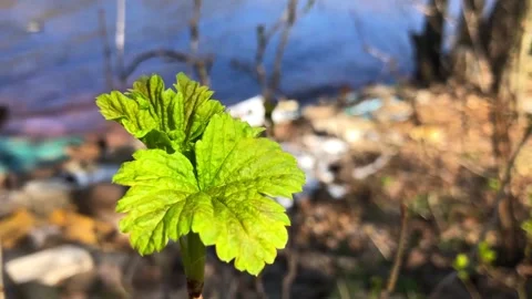 Spring, the first leaves bloom on the branches Stock Footage 241076431