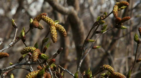 Spring, the first leaves Stock-Footage 878885
