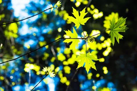 Spring First Leaves in the Forest. Forestry Theme. 库存照片