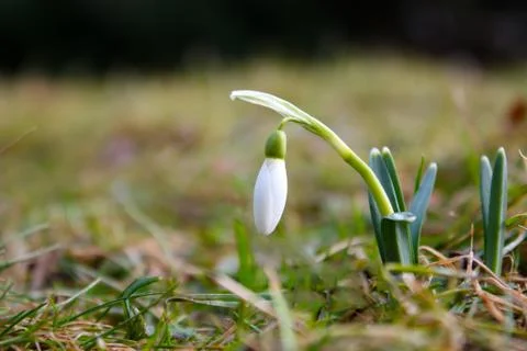Spring first snowdrop flower blooming in the wild forest. Galanthus nivalis Stock Photos