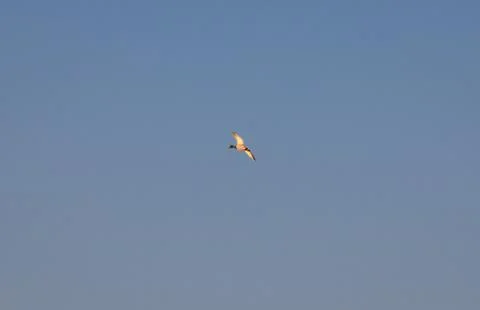 In the spring, the first wild ducks flew, signs of spring, a duck in flight Stock Photos