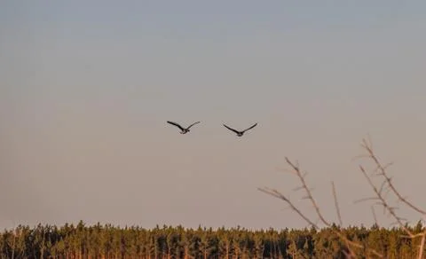 In the spring, the first wild geese flew, signs of spring, geese in flight Stock Photos