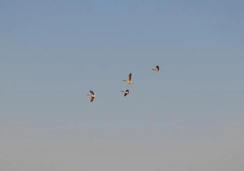 In the spring, the first wild geese flew, signs of spring, geese in flight Stock Photos