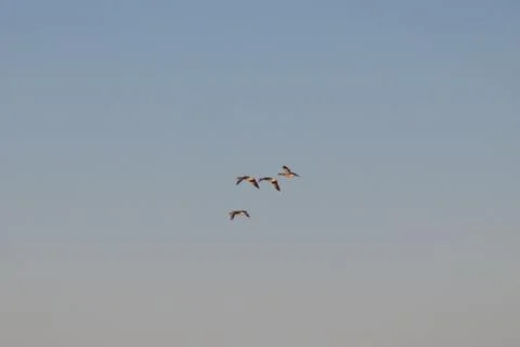 In the spring, the first wild geese flew, signs of spring, geese in flight Stock Photos