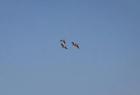 In the spring, the first wild geese flew, signs of spring, geese in flight Stock Photos