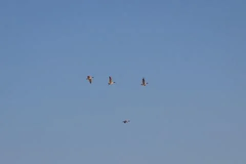 In the spring, the first wild geese flew, signs of spring, geese in flight Stock Photos