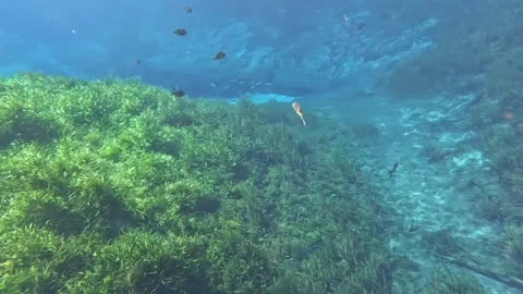 Spring fish Video stock 218221161