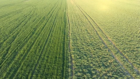 Spring flight above boundary of wheat and rapeseed field Stock Footage 126671249