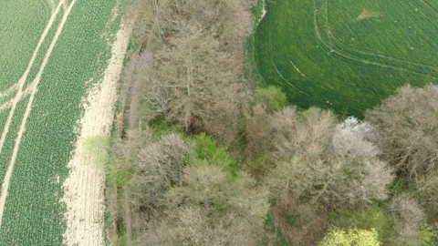 Spring flight above a tree lane between rapeseed and wheat field Stock Footage 128341730
