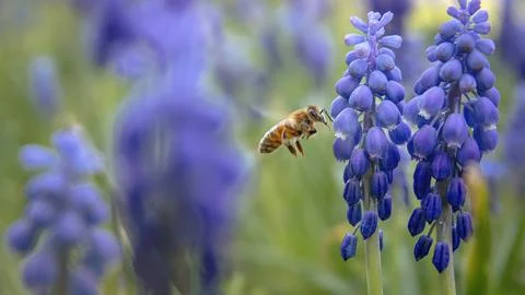 Spring flight of a bee over lilac flowers Stock Photos