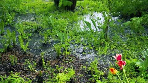 Spring Flood After Heavy Rain, Vibrant red and orange tulips are blooming 库存影片 335267436