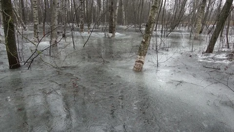 Spring flood in birch forest and first rain drops on ice Stock Footage 88069984